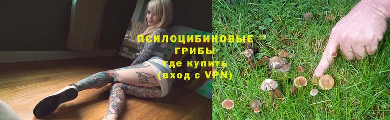 где купить наркоту  Серафимович  Псилоцибиновые грибы Psilocybe 